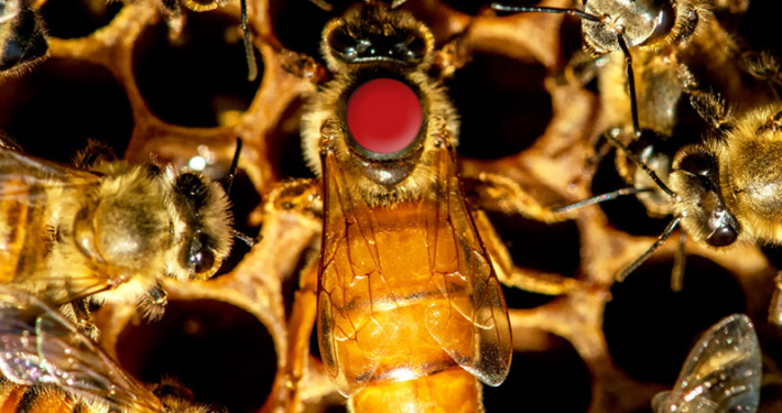 reine des abeilles